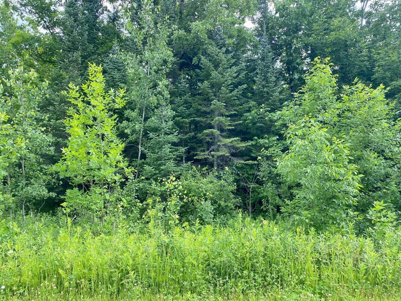 Lot 12 Natures Trl, Federal Dam, MN 56641