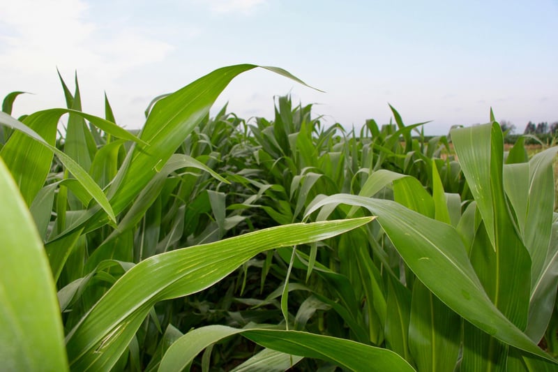 XXX 560th Ave, Comfrey, MN 56019