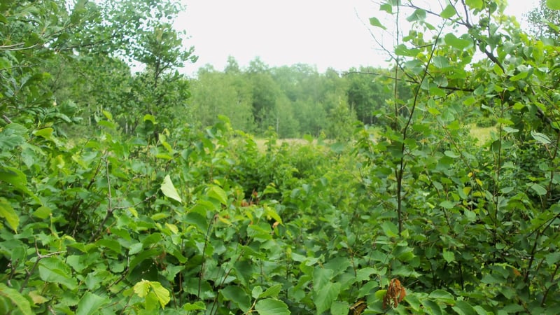 LOT 5 Deerfield Rd, Trego, WI 54888