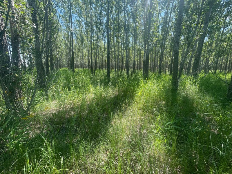TBD 380th Ave NE, Goodridge, MN 56725