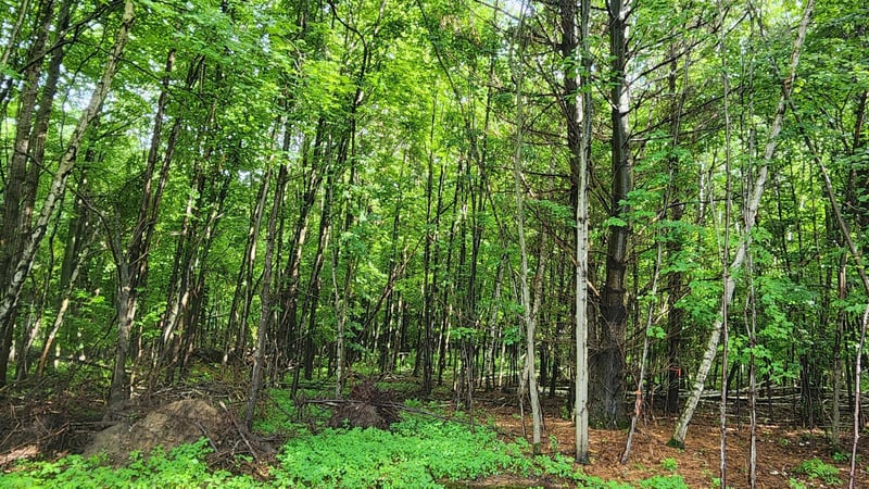 Lot 1 County Road M, Elk Mound, WI 54739