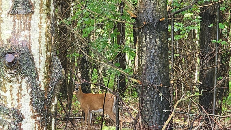 Lot 1 County Road M, Elk Mound, WI 54739