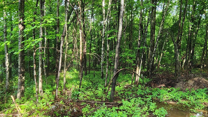Lot 1 County Road M, Elk Mound, WI 54739