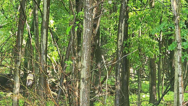 Lot 1 County Road M, Elk Mound, WI 54739