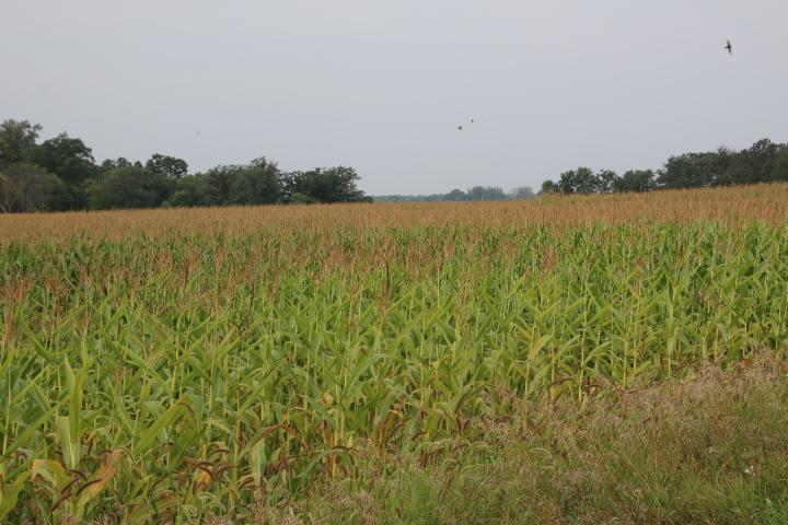 00004 Clover Ln NE, Eagle Bend, MN 56446