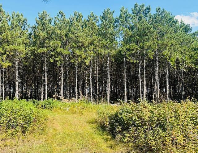 3238 Staghorn Dr, Fort Ripley, MN 56449