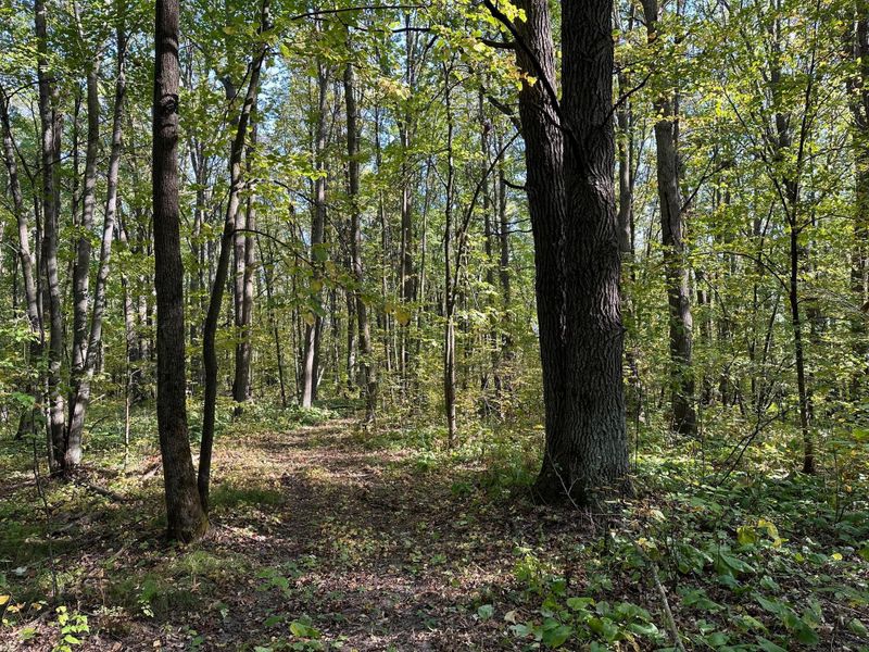 XX 305th Ave, Pierz, MN 56364