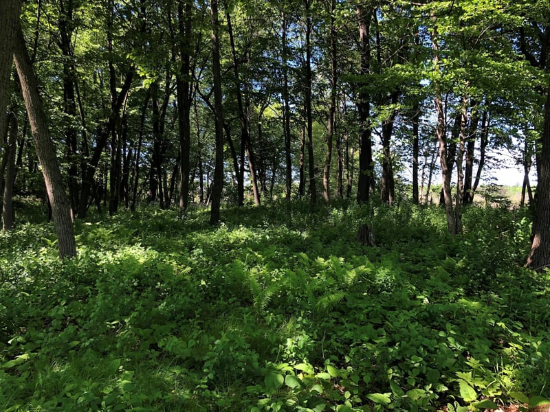 5 S Long Lake Trl, North Oaks, MN 55127