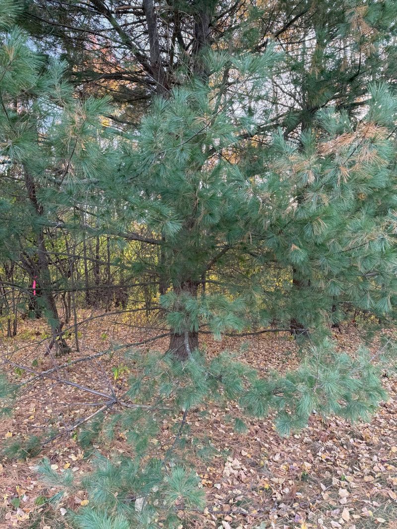 Lot 22 Short Ridge Est, Eau Claire, WI 54701