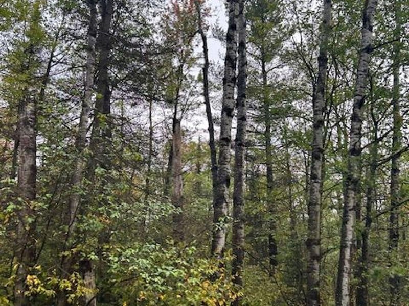XX3X Port Wing Line Rd, Port Wing, WI 54865