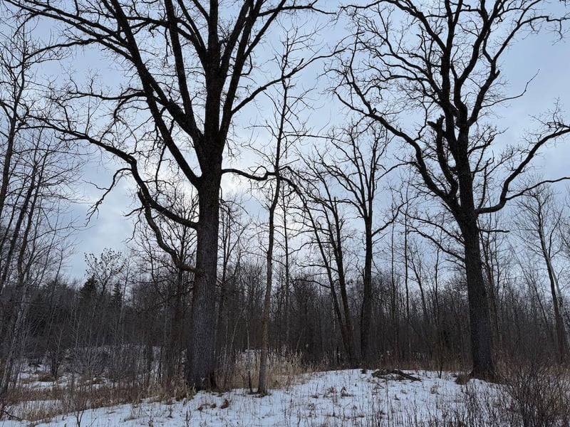 15a Hines Road Ne, Blackduck, MN 56630