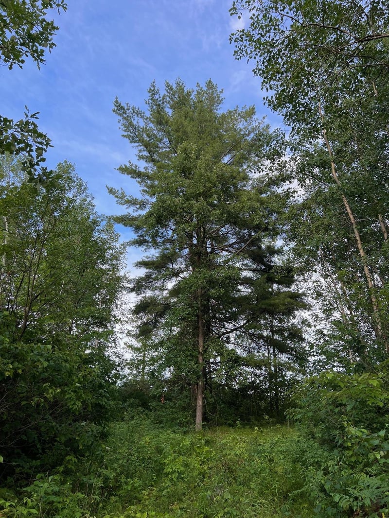 W39XX Frog Creek Rd, Minong, WI 54859