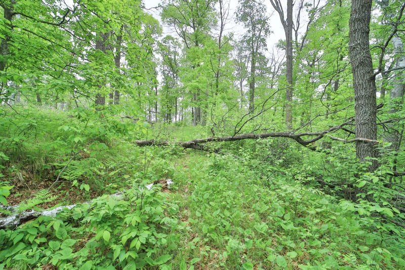 TBD Timber Ridge Dr, Baxter, MN 56425