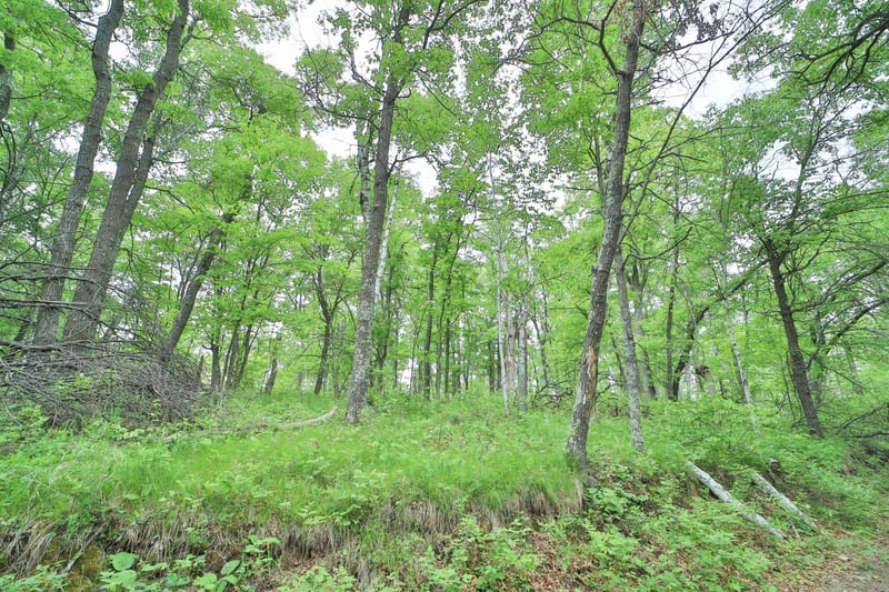 TBD Timber Ridge Dr, Baxter, MN 56425