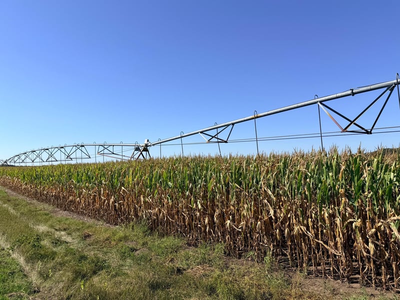 TBD County 61, Browerville, MN 56438