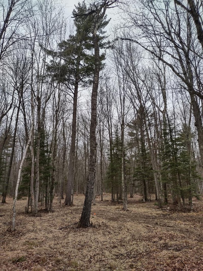 Lot 1 XXX Blaiszik's Bay Ln, Hayward, WI 54843