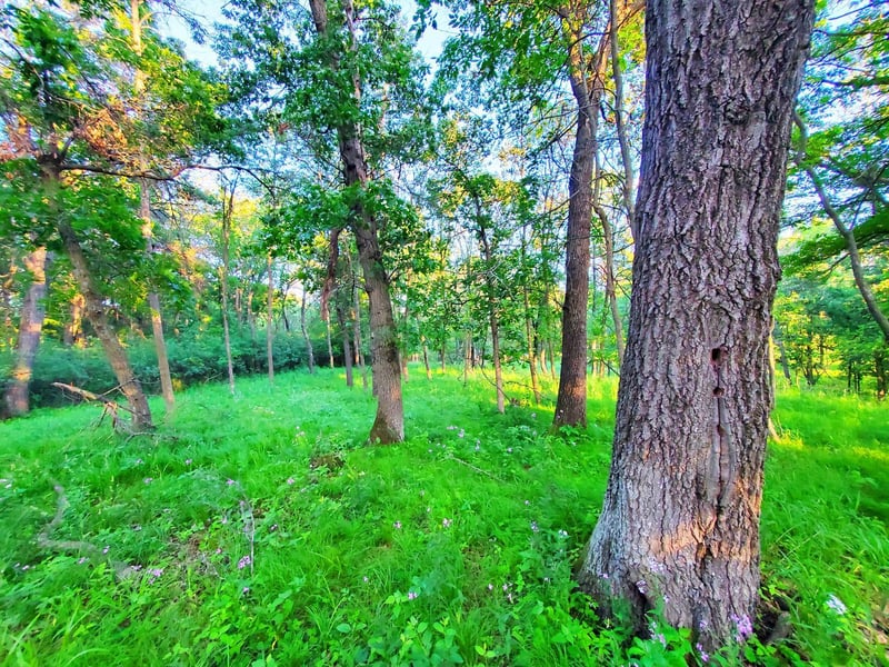 XXX Lot 3 Chestnut St, Marine On Saint Croix, MN 55047