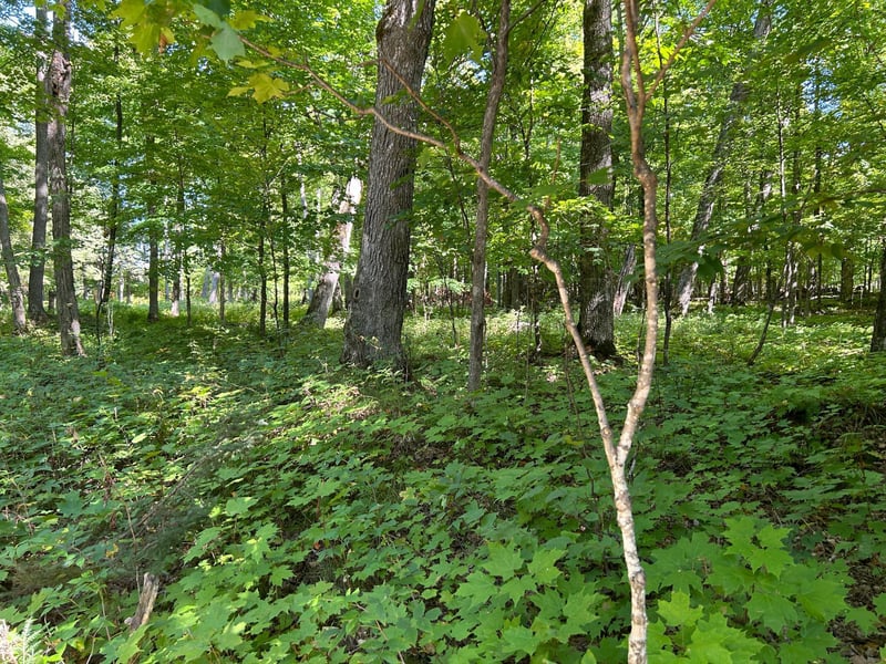 Lot 4 Crane Ln, Hayward, WI 54843
