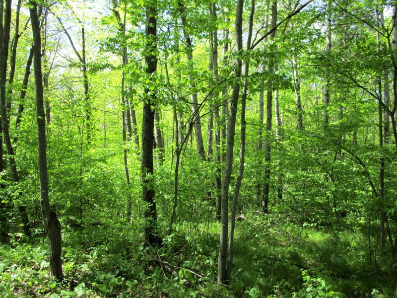 Lot 1 85th St, Frederic, WI 54837