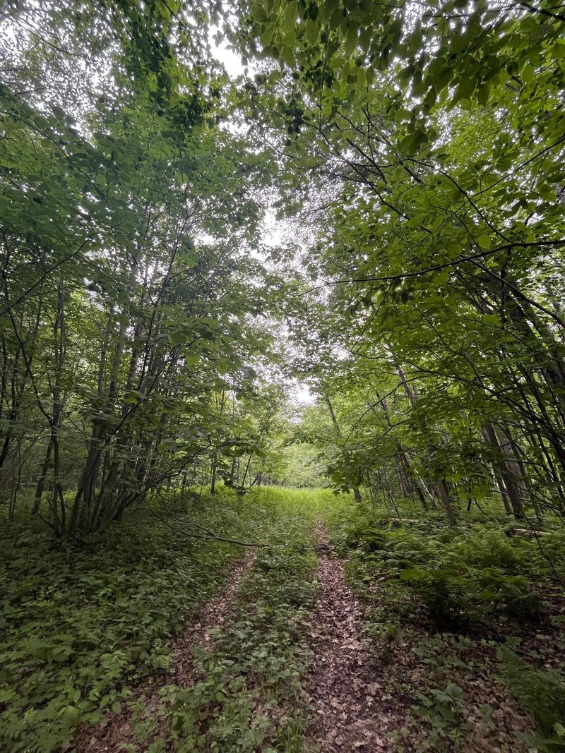 XXX Thesing Rd, Brainerd, MN 56401