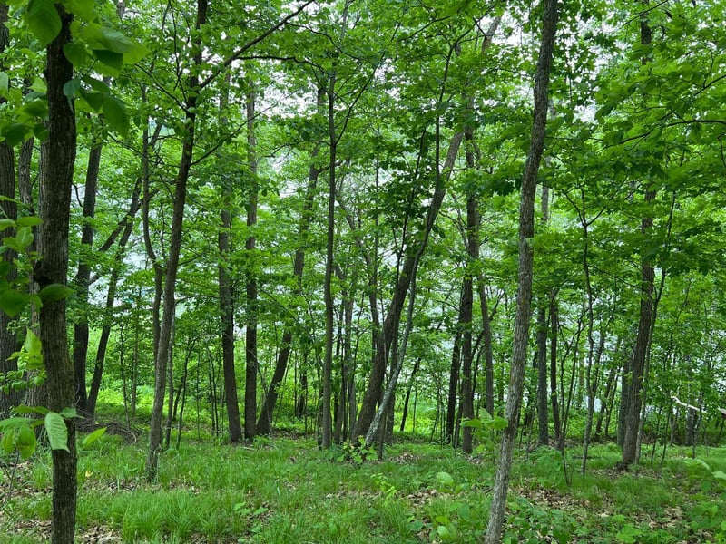5585 Woods Bay Dr NE, Outing, MN 56662