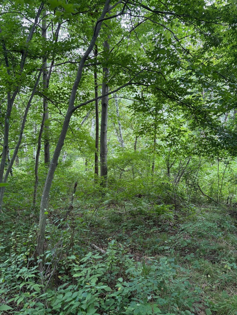 20 acres 22 1/4 St, Chetek, WI 54728