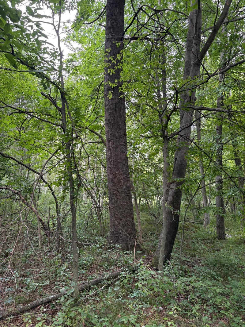 20 acres 22 1/4 St, Chetek, WI 54728