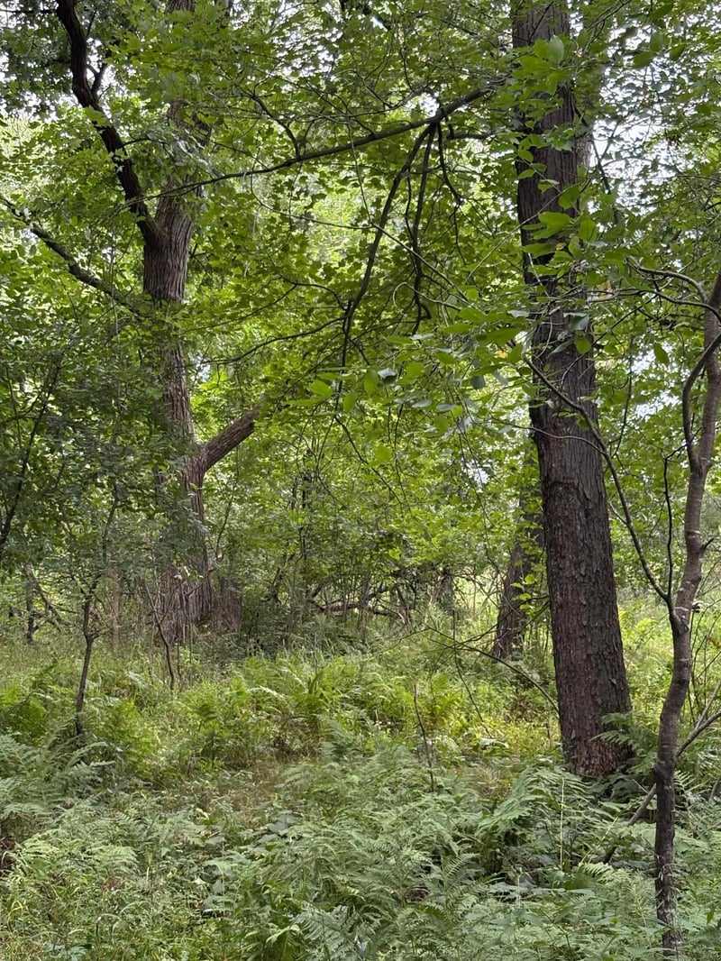 20 acres 22 1/4 St, Chetek, WI 54728