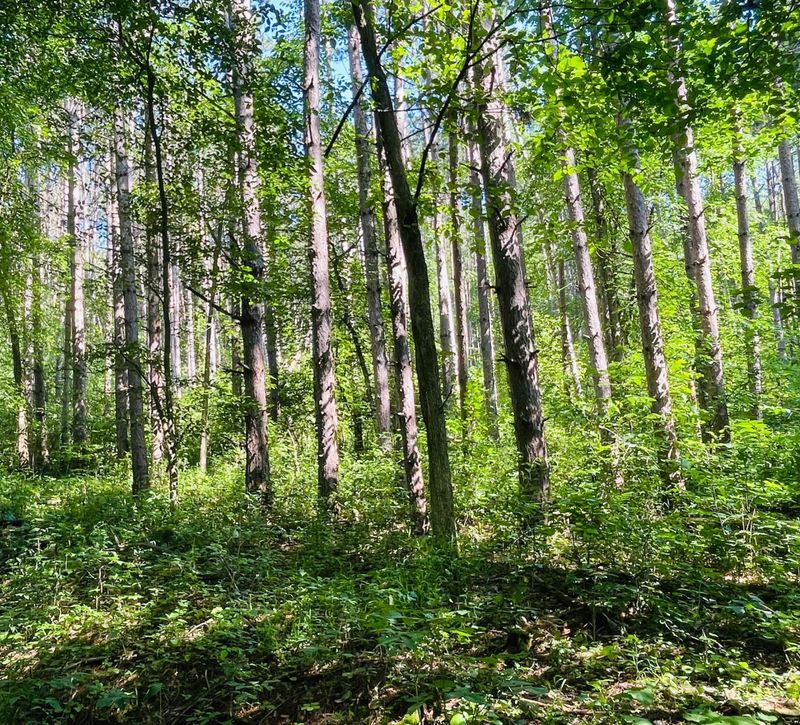 TBD Brown Ln, Pepin, WI 54759
