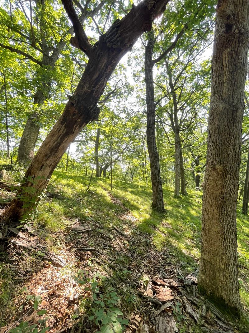 TBD Brown Ln, Pepin, WI 54759
