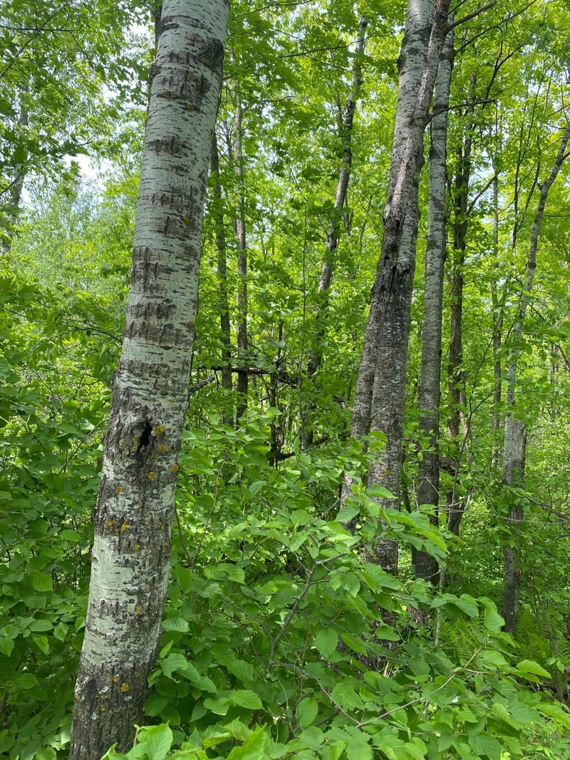 29xx S Finn Rd, Kettle River, MN 55757