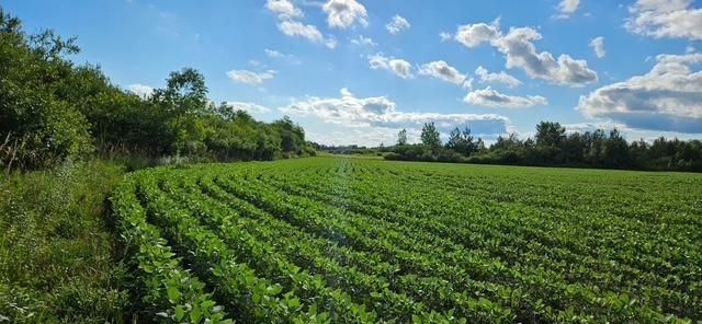 XXXX Willow Rd NE, Carlos, MN 56319