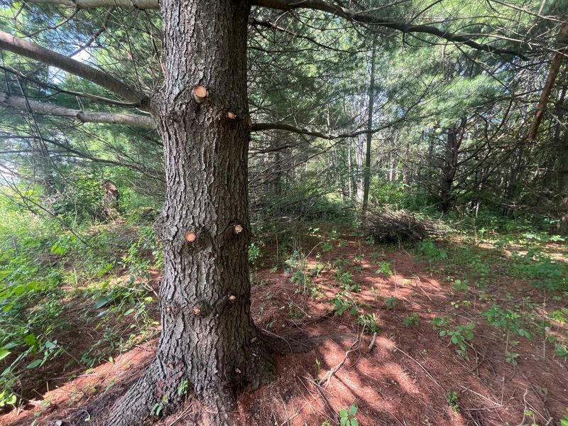 XXX Agate Rd, Frederic, WI 54840