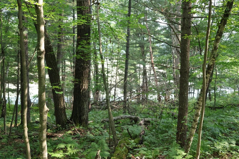Lot 11 103rd St, Frederic, WI 54837