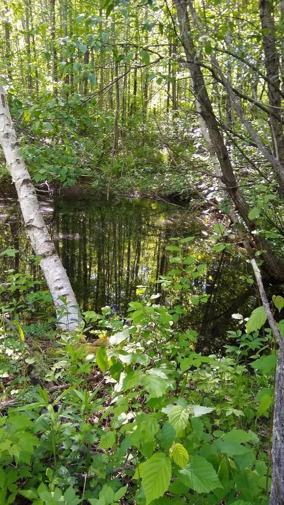 XXX North Rd, Dairyland, WI 54830