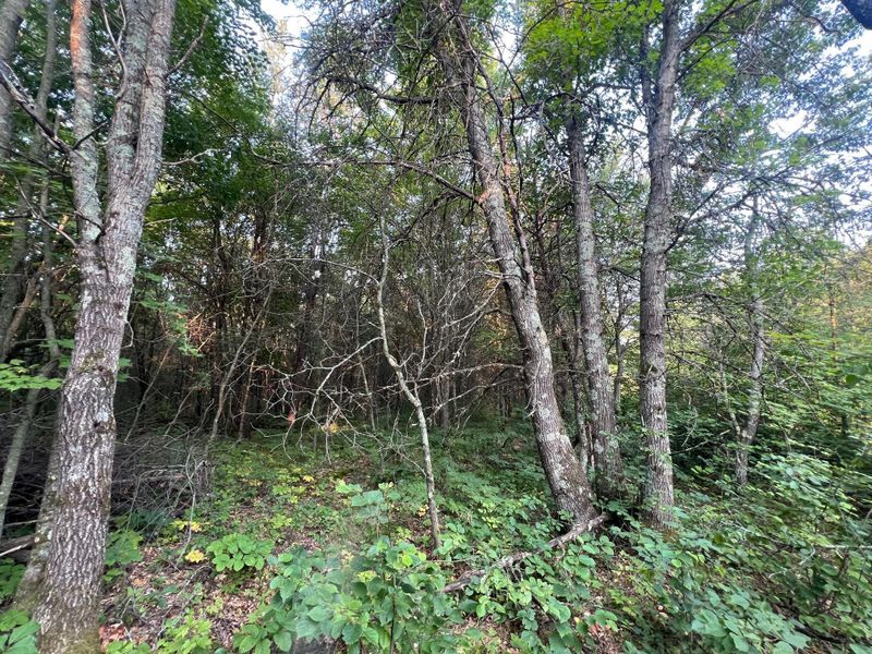 TBD Ice House Bridge Rd, Webster, WI 54893