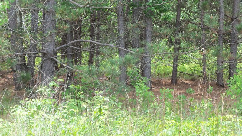 Lot 20 Maple Ln, Siren, WI 54872