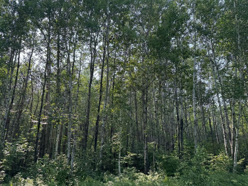 0 Willow Creek Rd NE, Kelliher, MN 56650
