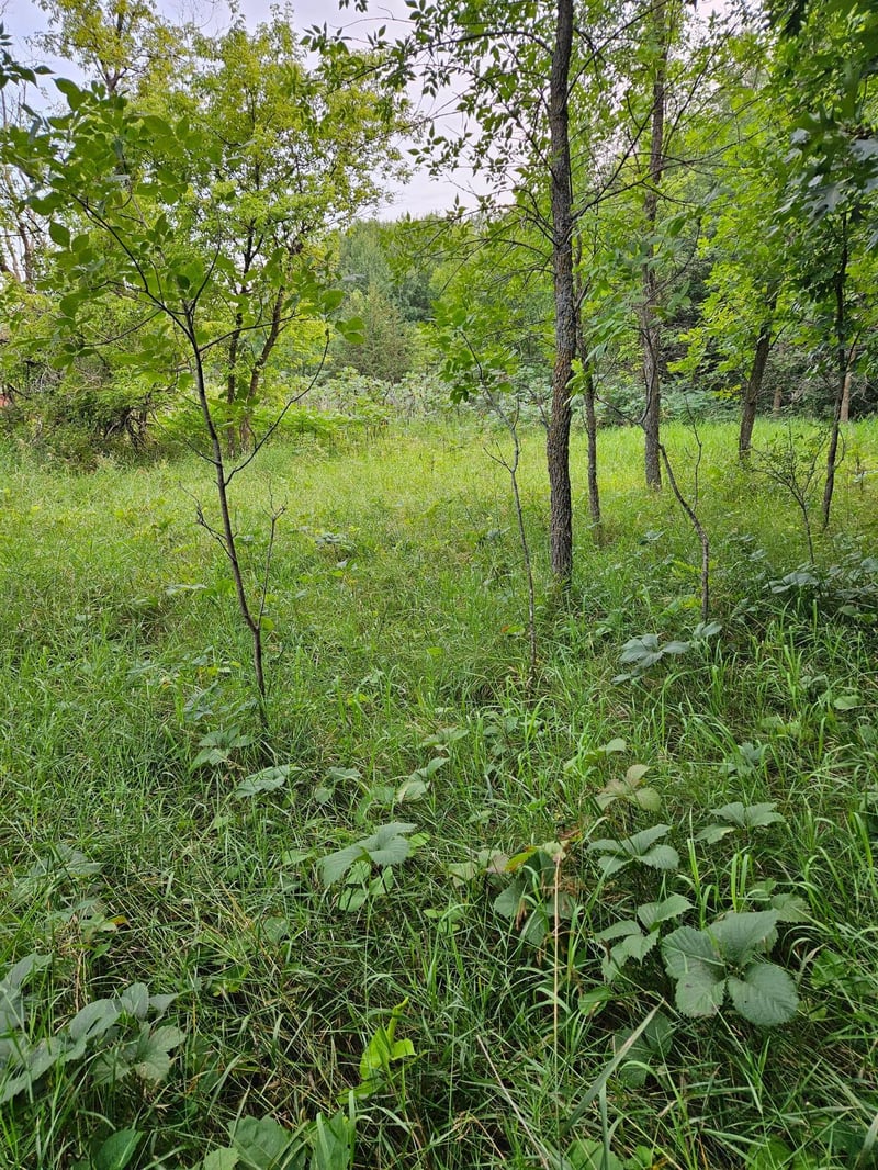 TBD Valley Ln SW, Farwell, MN 56327