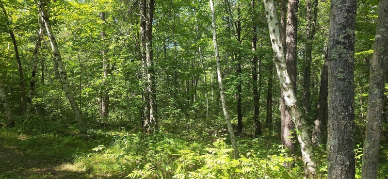 Lot 13 Lot 13 Hide A Way Trl, Webb Lake, WI 54830