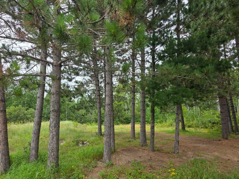 7253 Giants Ridge Rd, Embarrass, MN 55732