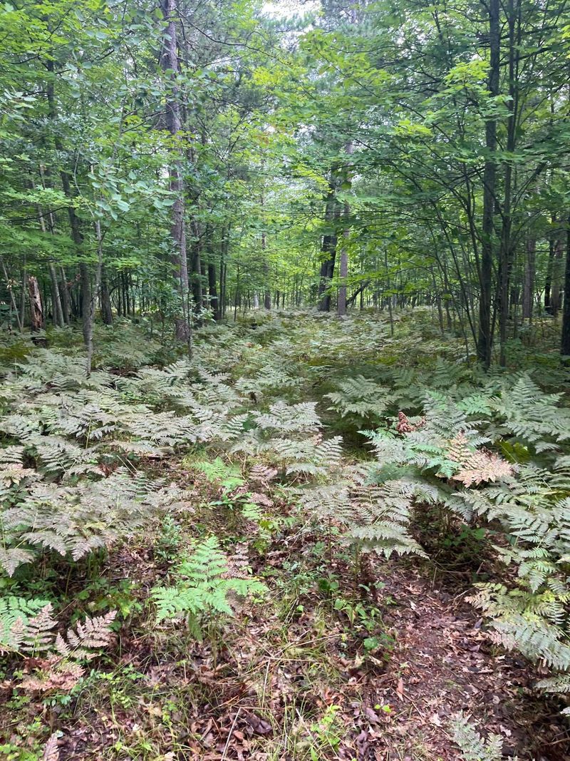 Lot 43 Deerpath Trail Way, Danbury, WI 54830
