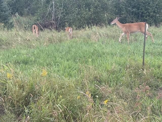 TBD Cloverdale, Askov, MN 55712