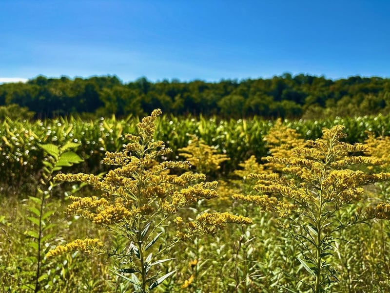 TBD Ponderosa Rd, Peterson, MN 55962