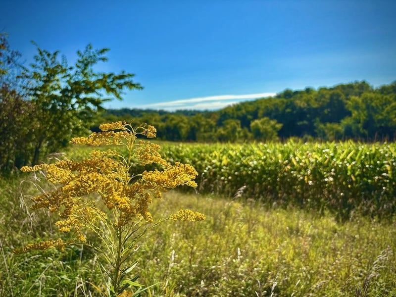 TBD Ponderosa Rd, Peterson, MN 55962