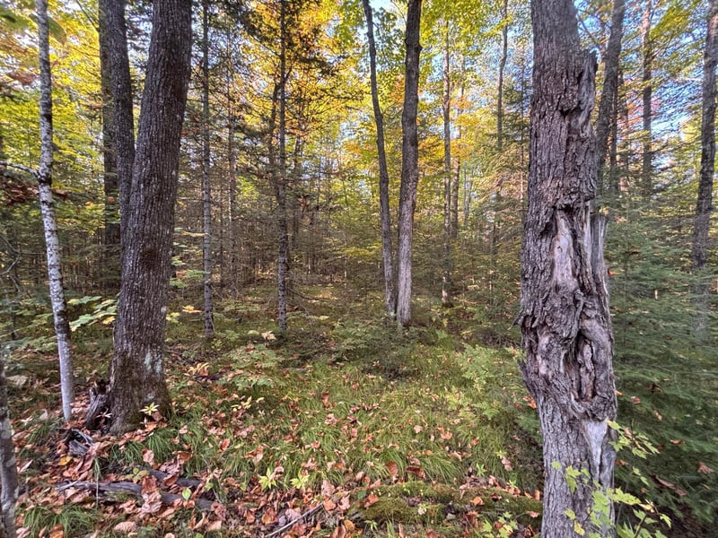 445XX Club Lake Rd, Grand View, WI 54821