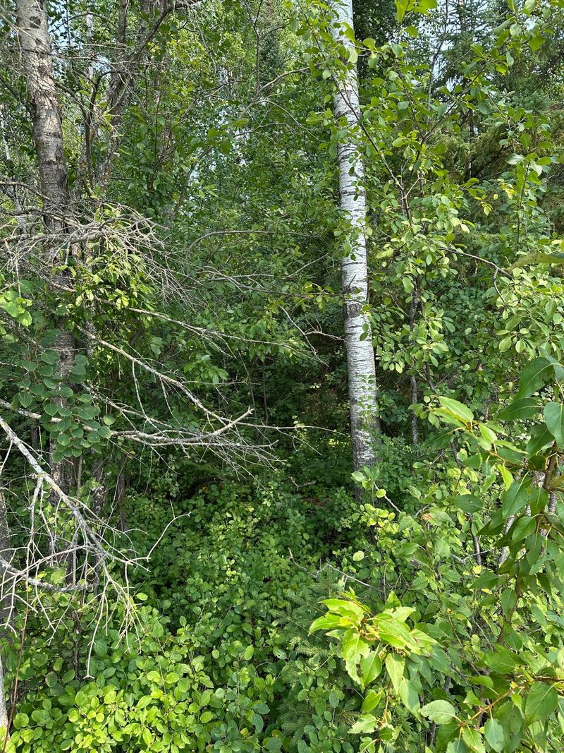 TBD 7 Acres County Road 107, International Falls, MN 56649
