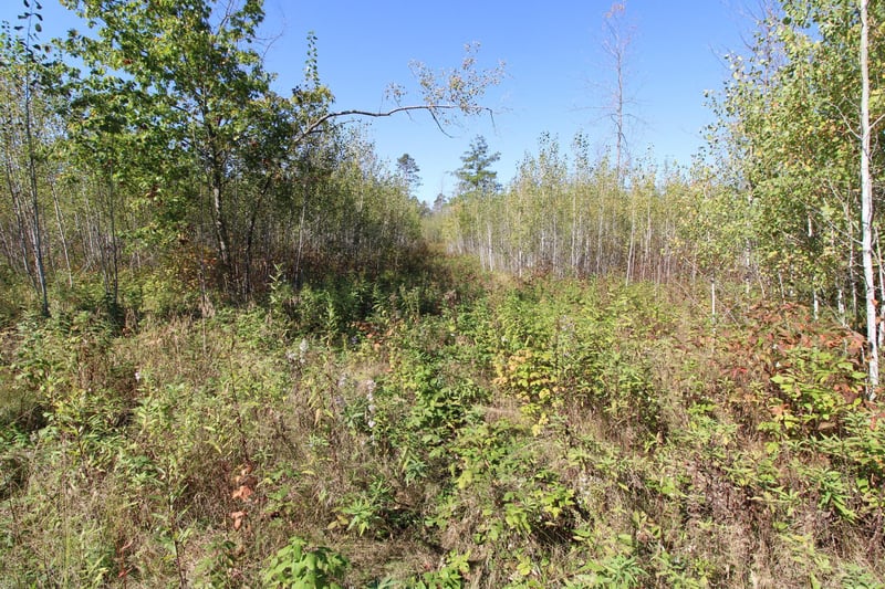 TBD County Road 136, Fifty Lakes, MN 56448