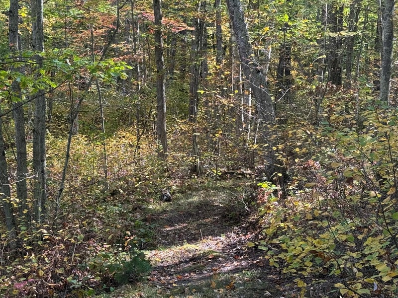 TBD2 Deep Lake Rd, Sarona, WI 54870