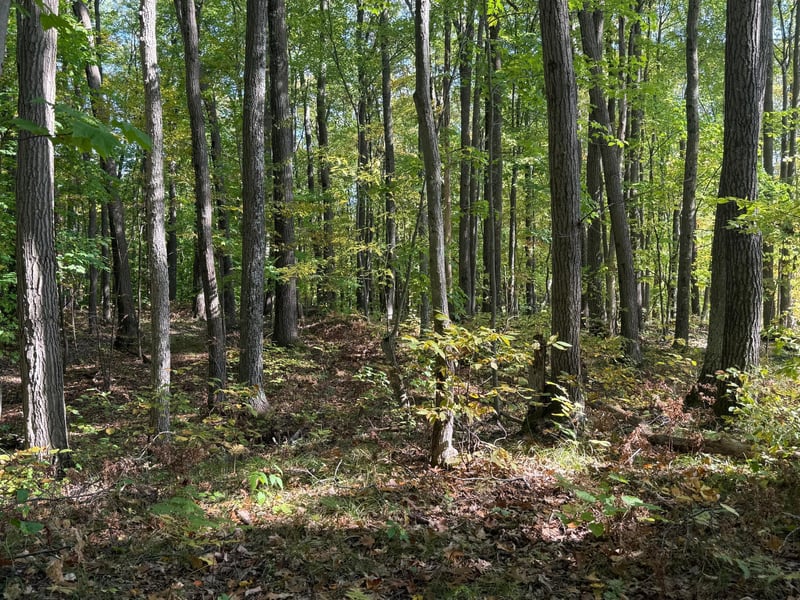 TBD2 Deep Lake Rd, Sarona, WI 54870